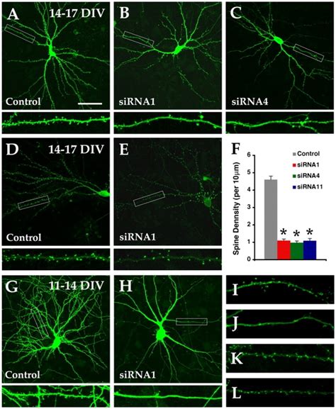 Orc3 Is Required For Dendritic Spine Development And Filopodial