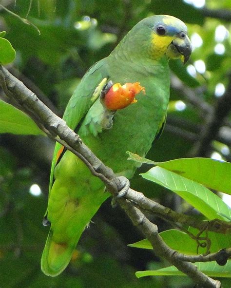 Loro Guaro Orange Winged Parrot Amazona Amazonica Amazonica A