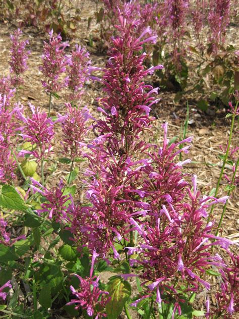 Agastache Cana Heather Queen Raker Rotary Botanical Gardens