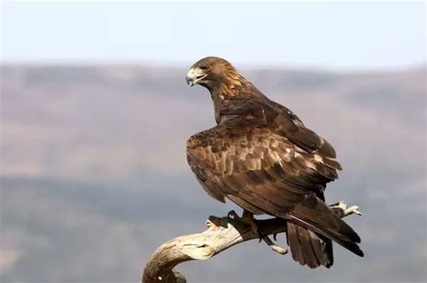 What Adaptations Do Golden Eagles Have Birdful