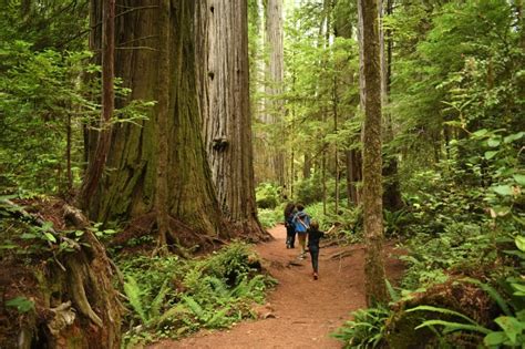 redwood national park  vast protected area