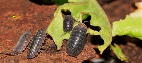 Estado Palo Enfermedad Los Bichos Bolitas Se Comen Las Plantas Cascada