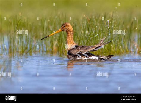 Black Tailed Godwit Limosa Limosa Washing Itself In Water The Godwit