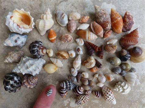 Seashells Found Thailand I Love Shelling