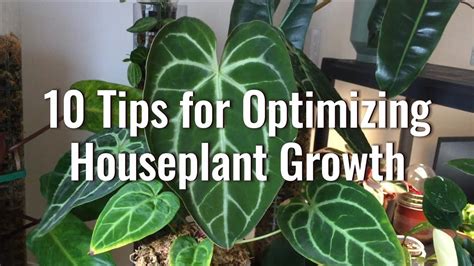 How To Make Indoor Plants Grow Faster Youtube