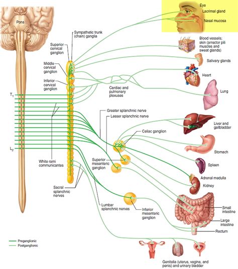 Horners Syndrome Causes Signs And Symptoms Diagnosis Treatment