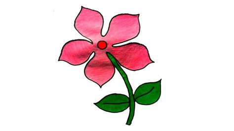 Periwinkle Flower Drawing