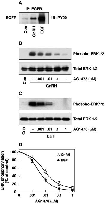 Roles Of Src And Epidermal Growth Factor Receptor Transactivation In