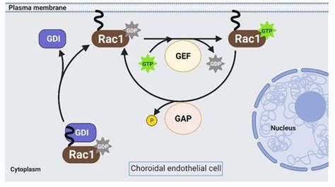 Rac1 Activation Choroidal Endothelial Cell Encyclopedia MDPI