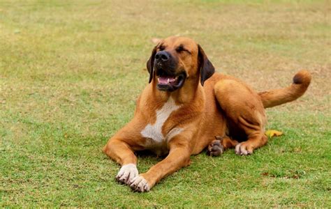 Boerboel Curiosidades Caracter Sticas F Sicas E Personalidade Do C O