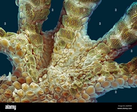 Gecko Foot Coloured Scanning Electron Micrograph Sem Of A Gecko S