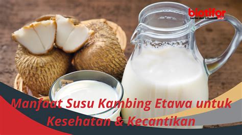 Manfaat Susu Kambing Etawa Untuk Kesehatan Kecantikan Biotifor