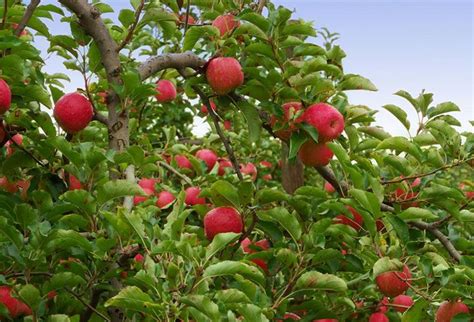 La Pollinisation Des Arbres Fruitiers Gamm Vert Arbre Fruitier