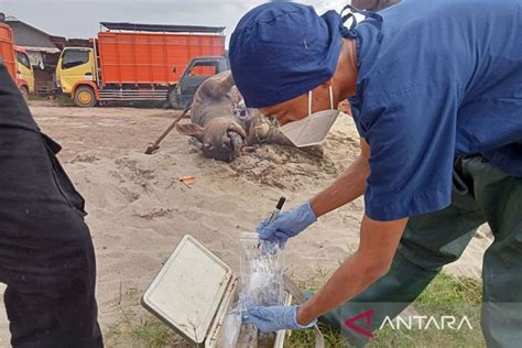 Ratusan Kerbau Di OKI Mati Mendadak Diduga Terjangkit Virus SE ANTARA