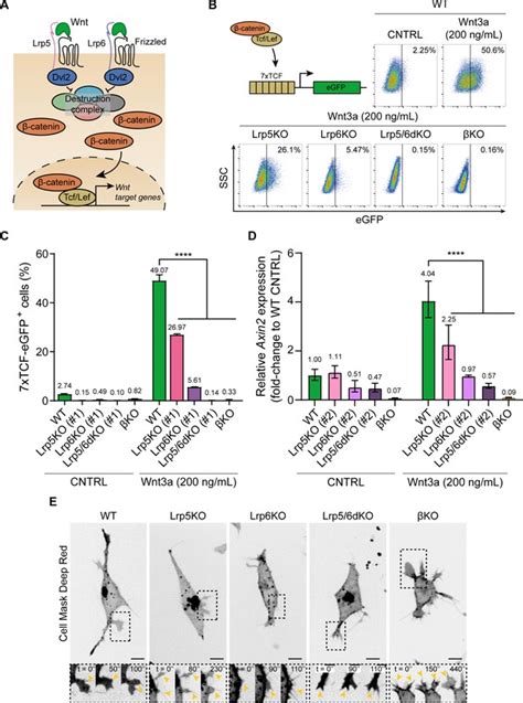 Wnt And Glutamate Receptors Orchestrate Stem Cell Dynamics And