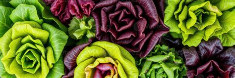 Lettuce Color Stock Photos Images And Backgrounds For Free Download