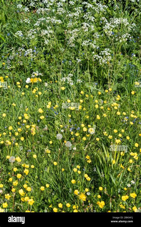 Forget Me Nots Myosotis Cow Parsley Anthriscus Sylvestris