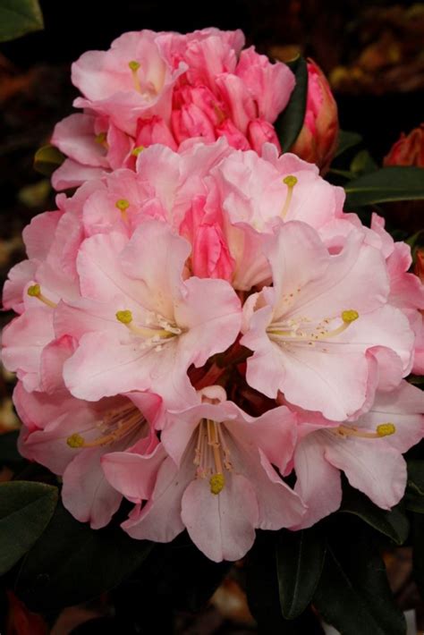 Rhododendron Primary Pink Kilmarnock Nurseries