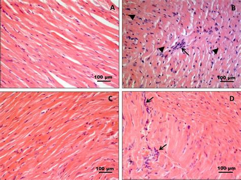 Histology Of Heart Muscle Tissue Hematoxylin And Eosin Staining A Download Scientific