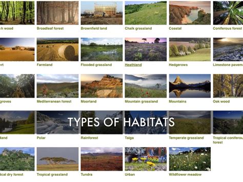 Plant Habitat Chart - Ideas of Europedias