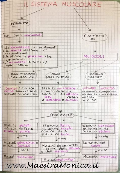 Il Sistema Muscolare Scienze Classe Artofit