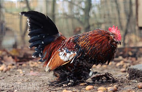Bantam Chicken A Guide To These Miniature Birds Chicken Fans