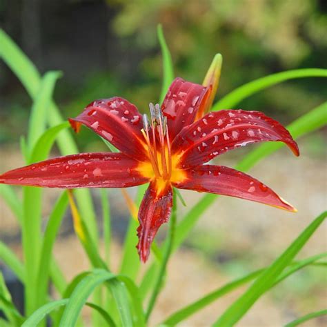 Hemerocallis Crimson Pirate Daylily Hardy Perennial Dobies