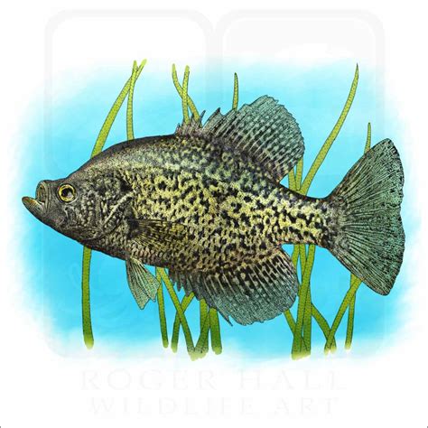 Stock Art Drawing Of A Black Crappie Inkart