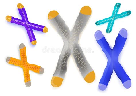 Sex Chromosome X And Y Stock Vector Illustration Of Microscope 37027868