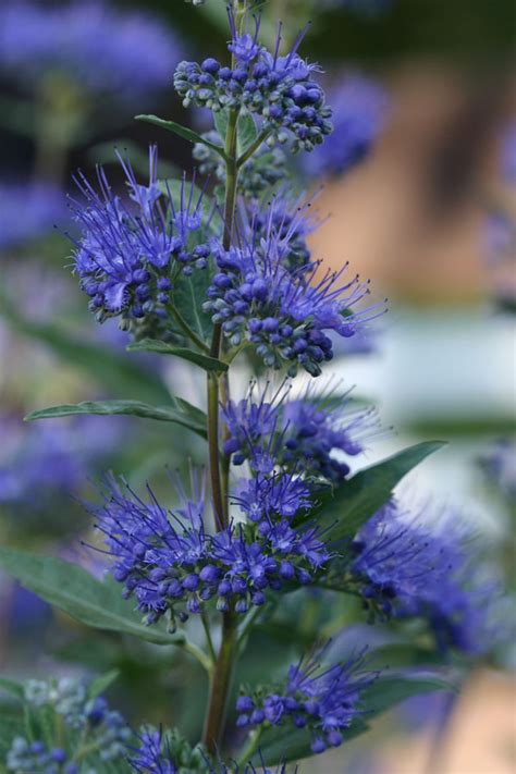 Terrapin Gardens, Trees & Shrubs - Caryopteris x clandonensis 'Dark Knight'