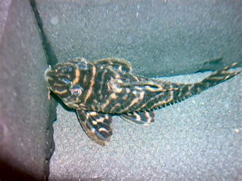 Hypancistrus Sp L270