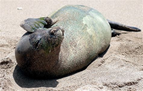 Hawaiian Monk Seal – "OCEAN TREASURES" Memorial Library