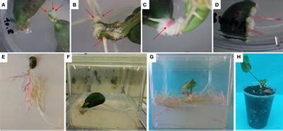 Frontiers Optimization Of In Vitro And Ex Vitro Agrobacterium