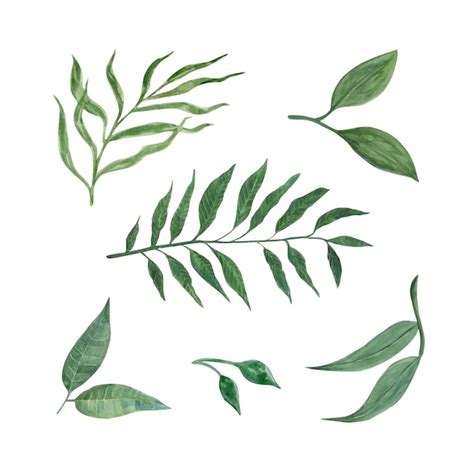 Premium Vector Vector Hand Painted Watercolor Collection Of Green Plants