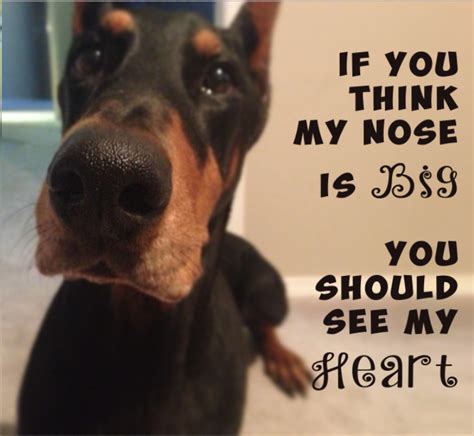 Pin By Meghan Samson On Doberman Doberman Pinscher Doberman