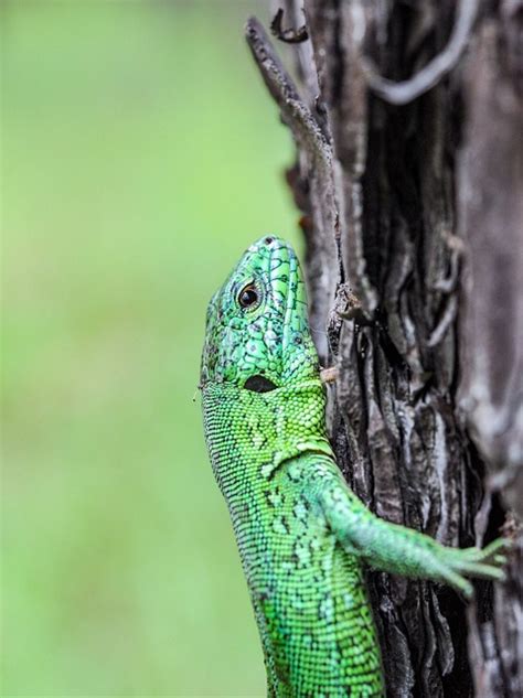 Lagarto Escamas Reptil Foto Gratis En Pixabay Pixabay