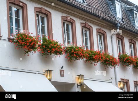 Downtown Miltenberg- Old town building facade with window planters ...