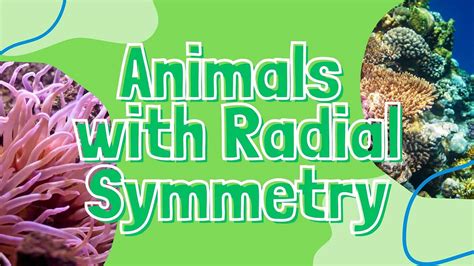 7 Examples Of Animals With Radial Symmetry And Why They Have It A Z