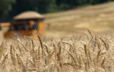 Brazil Expects A Record Wheat Crop And Considerable Reduction Of