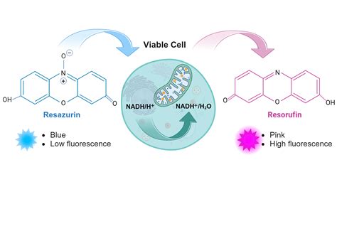 Resazurin Cell Viability Assay Biorender Science Templates