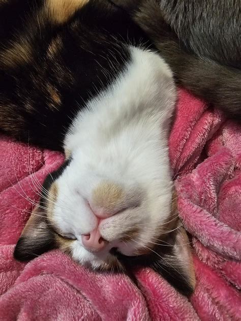 Peanut Butter Baby Peanuts Rpeanutwhiskers