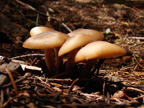 Deer Mushroom Pluteus Cervinus This Is One Of The Few Re Flickr