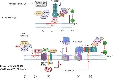 Control Of Infection By Lc Associated Phagocytosis Casm And