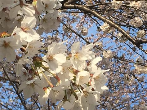 3月27日はさくらの日 ＆ 羽生くん雪肌精フォトブック♡＆こだわり羽生結弦セットリスト放送日！ ゆづ元気のブログ