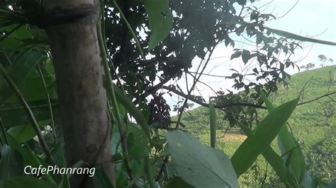 Bay Cu Gay Tho YouTube