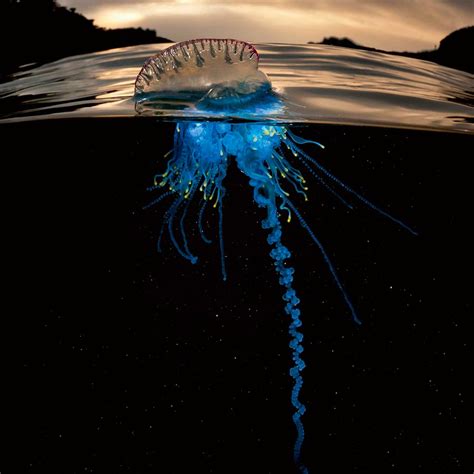 17 Types of Jellyfish: From Dangerous Stingers to Harmless Drifters ...