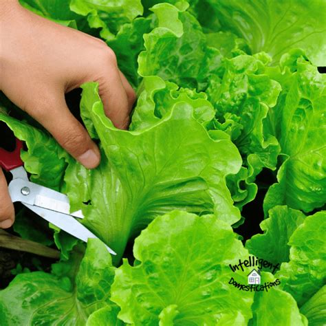 How To Grow Salad Greens Year Round Intelligent Domestications