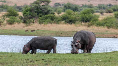 Life Cycle:HIPPOPOTAMUS - infohub.press