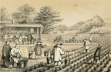 The History of Tea - In The Kitchen