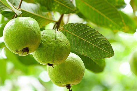 Subsidy On Guava Farming ये सरकार देती है अमरुद के खेती पर बम्पर सब्सिडी जाने क्या है योजना और